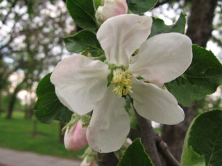 Цвіт яблуні