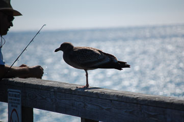 Пташка чекає рибу