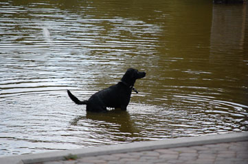 Пес купається