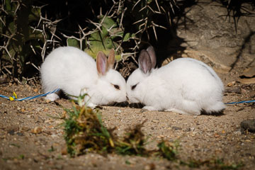 Pearson Park – Кролики