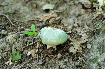Зелений гриб