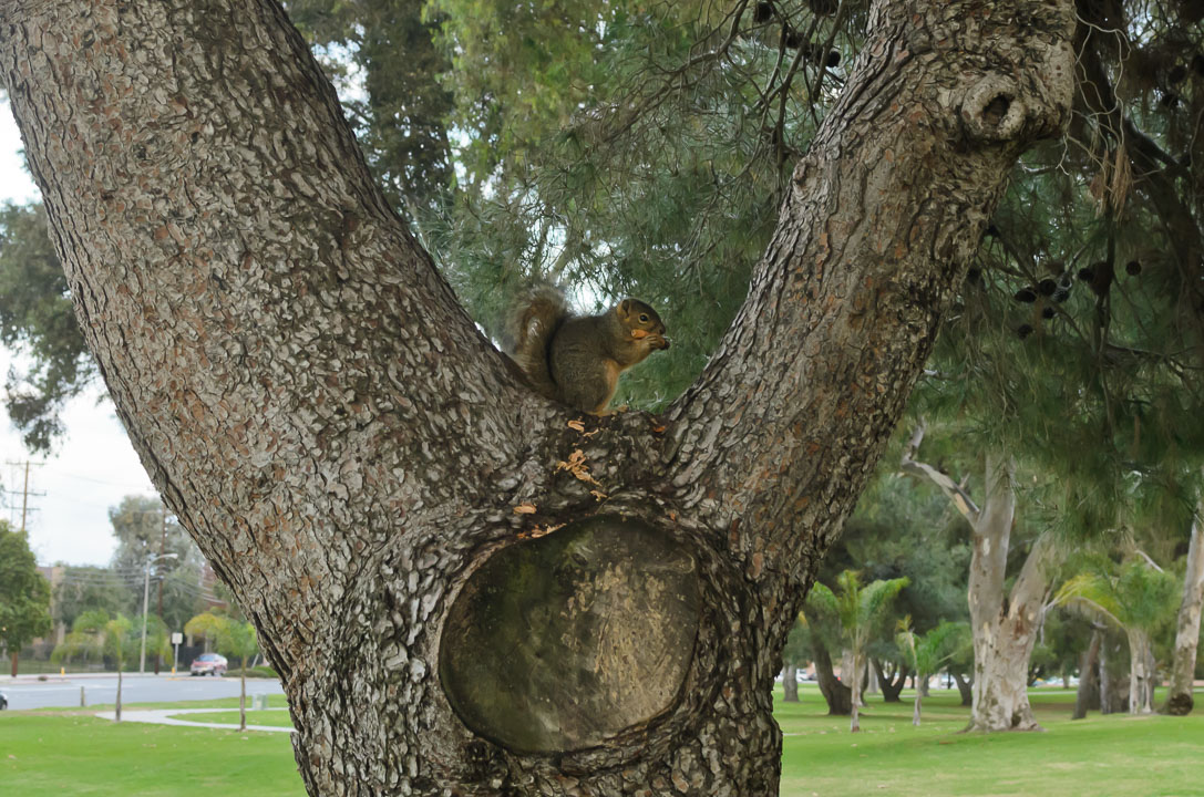 Білка на дереві