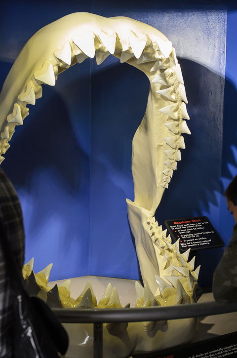 Зуби акули