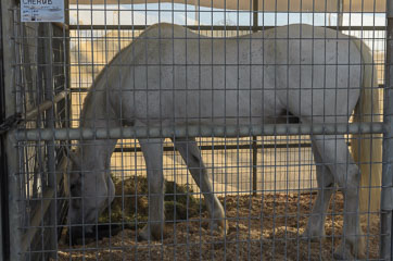 Del Mar Fairgrounds – Кінь