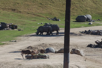 Носороги